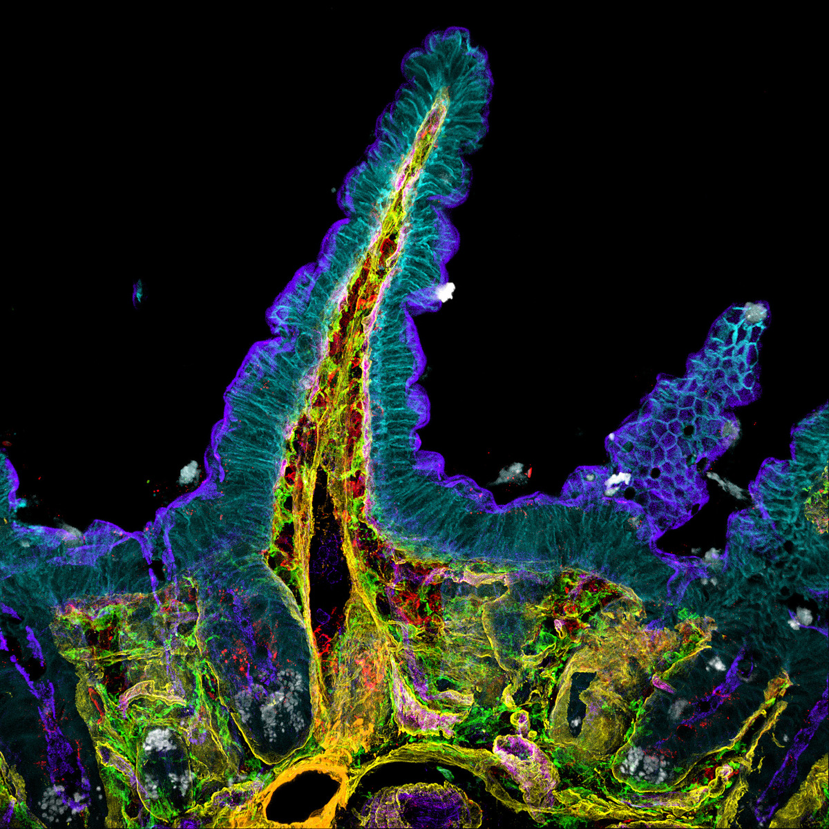 Intestin gr&ecirc;le d&rsquo;une souris observ&eacute; en microscopie confocale multi-couleur