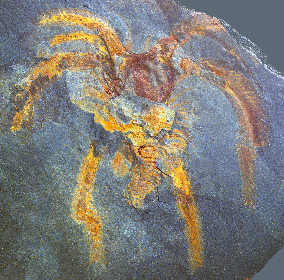&copy; Emmanuel MARTIN / LGL-TPE / CNRS Images Fossile de "Furca" de l'Ordovicien, d&eacute;couvert dans le massif des Fezouata, au Maroc