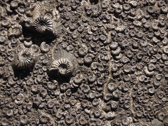 fossiles