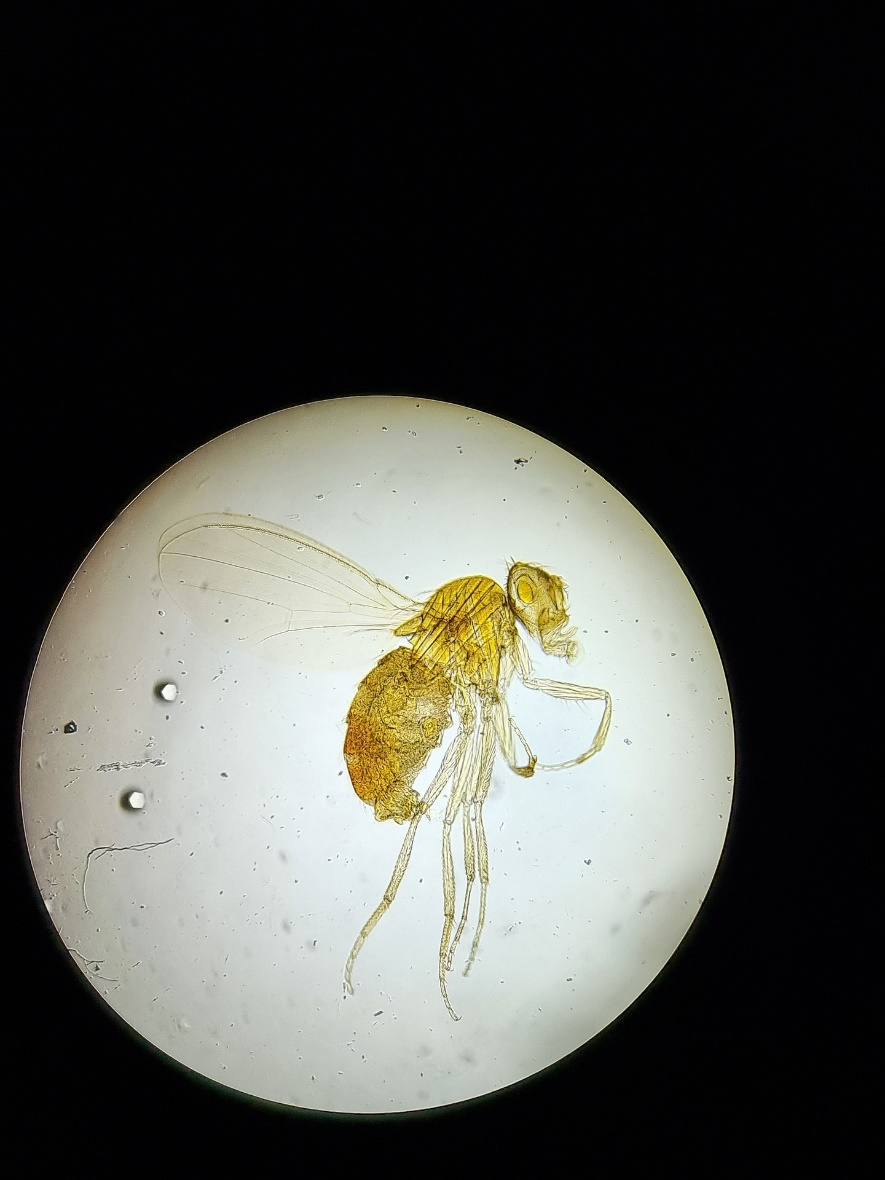 drosophile