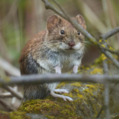 Comment le développement des dents des campagnols nous aide à mieux comprendre les mécanismes évolutifs des mammifères