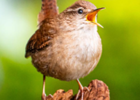 Chanter sous la pluie (et la forêt) : quand les oiseaux chantent selon 8 motifs et révèlent une diversité insoupçonnée !