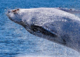 Un réseau mondial de chercheurs mutualise les données sonores sur la biodiversité