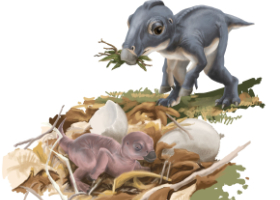 Dinosaure Maiasaura : la pratique de soins parentaux confirmée par l‘analyse micro-anatomique d'os fossilisés