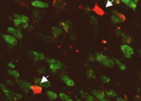Un circuit neuronal qui énergise le comportement