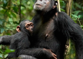 Chimpanzés sauvages : des liens familiaux sans troubles graves de l’attachement