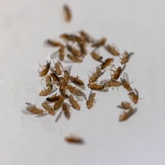 Dépôt des drosophiles sur la glace pour les anesthésie © Simon Bianchetti - CNRS Rhône Auvergne