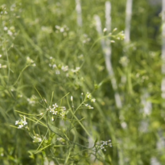 La graine, si petite et pourtant incroyablement complexe !