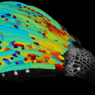 Cellules de la surface d’un sépale