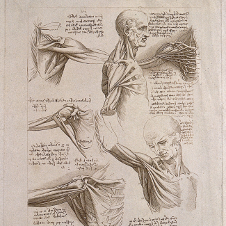 Muscles des membres supérieurs, du thorax, de la tête et du cou