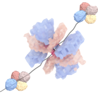Comprendre la réponse mécanique des mousses en observant les bulles individuelles, c’est possible !