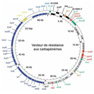 Dans les coulisses génétiques de la résistance bactérienne