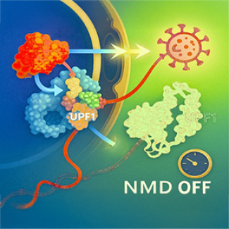Le rétrovirus HTLV-1 reprogramme la réponse antivirale en prenant le contrôle de l’export nucléaire