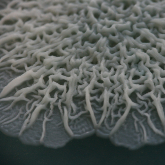 Croissance d'une colonie de levures 