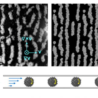 Structuration d’une suspension attractive de billes de verre de diamètre 12 microns sous écoulement de cisaillement. 
