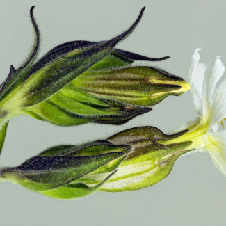 Compagnon blanc : fleur et bouton sur une plante
