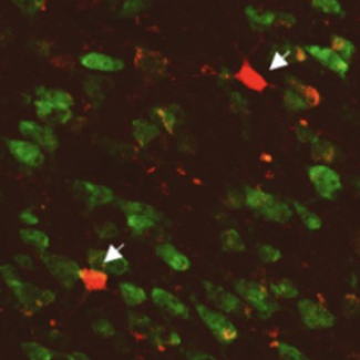 Un circuit neuronal qui énergise le comportement