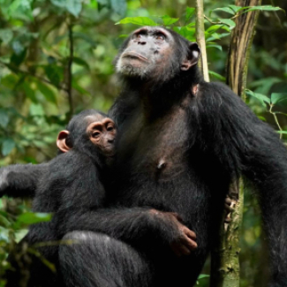 Chimpanzés sauvages : des liens familiaux sans troubles graves de l’attachement