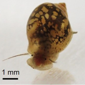 physe aigüe