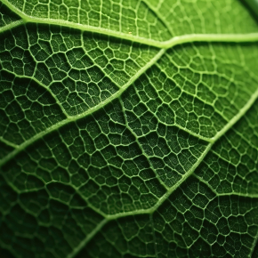 La photosynthèse oxygénique existait déjà il y a au moins 2,87 milliards d’années