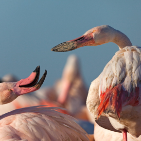 Comment la migration façonne la vie des flamants roses