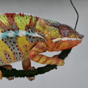 Découverte d’un rythme essentiel du sommeil apparu il y a 300 millions d’années.