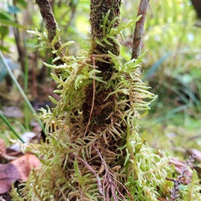 Quand une mousse envahissante grimpe aux arbres de l’île de la Réunion