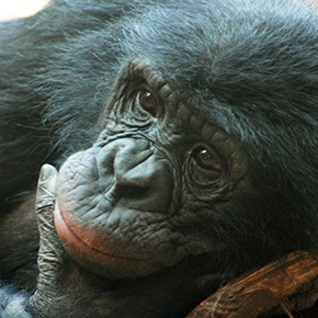 Défenses immunitaires : une invention répétée au cours de l’évolution