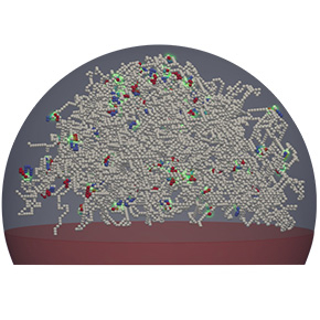 Quand dupliquer le génome redessine sa structure de fontaines en vagues