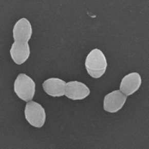 Assembler la paroi bactérienne : une mécanique finement orchestrée