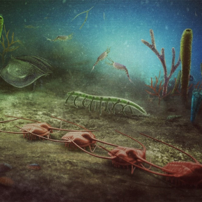 Illustration gisement fossilifère 