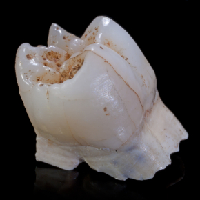 Nouvelles connaissances sur les Paranthropus robustus
