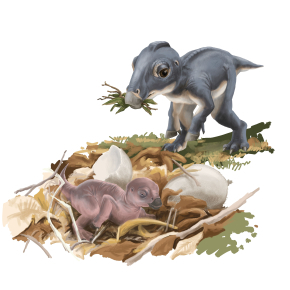 Dinosaure Maiasaura : la pratique de soins parentaux confirmée par l‘analyse micro-anatomique d'os fossilisés