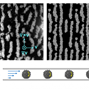 Structuration d’une suspension attractive de billes de verre de diamètre 12 microns sous écoulement de cisaillement. 