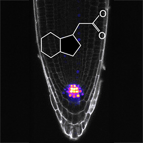Décryptage du code permettant à l’auxine, une hormone végétale, d’orchestrer le développement des plantes